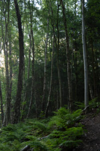 Forest, trees Forest, trees